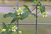 BRYONIA ALBA, WHITE BRYONY OR WILD HOP, GREENISH-WHITE FLOWERS