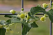 BRYONIA ALBA, WHITE BRYONY OR WILD HOP, GREENISH-WHITE FLOWERS