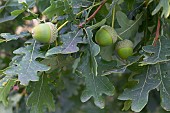 QUERCUS ROBUR, ENGLISH OAK, ACORNS AND LEAVES