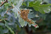 CATERPILLARS OF THE BUFF-TIP MOTH, PHALERA BUCEPHALA, FEEDING ON THE LEAF OF A OAK, QUERCUS ROBUR