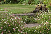 ERIGERON GROWING AROUND STEPS, SEMPERVIVUMS PLANTED IN OLD BOOTS,