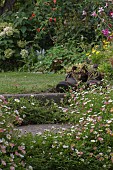 ERIGERON GROWING AROUND STEPS, SEMPERVIVUMS PLANTED IN OLD BOOTS,