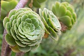 AEONIUM ARBOREUM