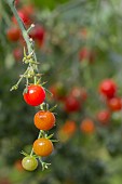 CHERRY TOMATOES RIPENING IN SUN