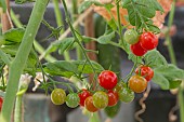 CHERRY TOMATOES RIPENING IN SUN