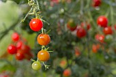 CHERRY TOMATOES RIPENING IN SUN