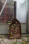 IVY LEAVED TOAD FLAX, CYMBALARIA MURALIS, GROWING AROUND A SHOVEL,