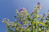 BORAGO OFFICINALIS, BORAGE