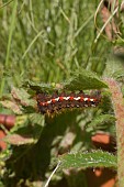 KNOTGRASS MOTH CATERPILLAR, ACRONICTA RUMICIS, FEEDING ON GEUM