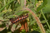 KNOTGRASS MOTH CATERPILLAR, ACRONICTA RUMICIS, FEEDING ON GEUM