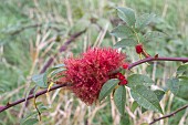 ROBINS PINCUSHION, DIPLOLEPIS ROSAE, AFFECTING ROSA CANINA, DOG-ROSE