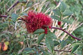 ROBINS PINCUSHION, DIPLOLEPIS ROSAE, AFFECTING ROSA CANINA, DOG-ROSE