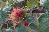 ROBINS PINCUSHION, DIPLOLEPIS ROSAE, AFFECTING ROSA CANINA, DOG-ROSE