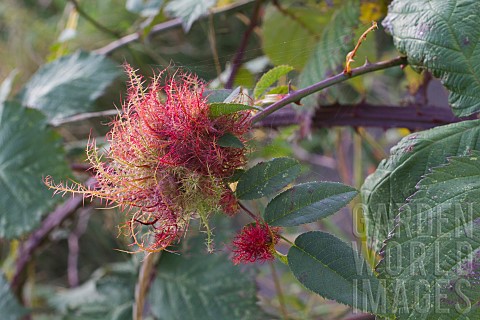 ROBINS_PINCUSHION_DIPLOLEPIS_ROSAE_AFFECTING_ROSA_CANINA_DOGROSE