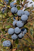 PRUNUS SPINOSA , BLACKTHORN SLOES