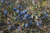 PRUNUS SPINOSA , BLACKTHORN SLOES