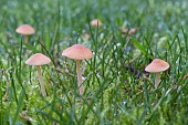 SMALL BROWN TOADSTOOL, AUTUMN FUNGI GROWING IN LAWN