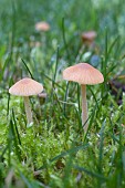 SMALL BROWN TOADSTOOL, AUTUMN FUNGI GROWING IN LAWN