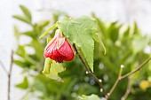 ABUTILON, ORANGE