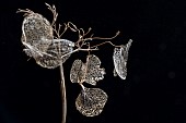 HYDRANGEA, LACECAP, SKELETAL FLOWER