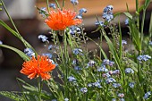 POPPY, PAPAVER, FIREBALL