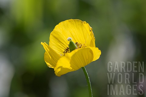 MELONOPSIS_CAMBRICA_WELSH_POPPY