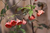 ABUTILON, ORANGE