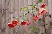 ABUTILON, ORANGE