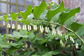 POLYGONATUM, SOLOMONS SEAL