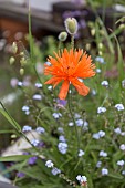 POPPY, PAPAVER, FIREBALL