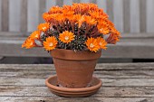 REBUTIA FIEBRIGII IN FLOWER