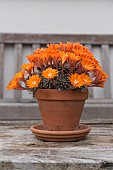 REBUTIA FIEBRIGII IN FLOWER