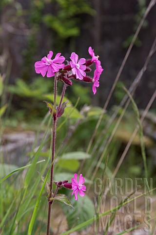 SILENE_DIOICA_RED_CAMPION