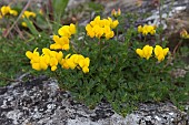 LOTUS CORNICULATUS, BIRDS-FOOT-TREFOIL GROWING IN STONEWORK