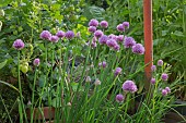 CHIVE FLOWERS, ALLIUM SCHOENOPRASUM