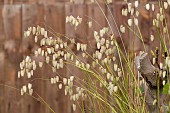 BRIZA MEDIA, QUAKING GRASS