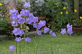 CAMPANULA PERSICIFOLIA