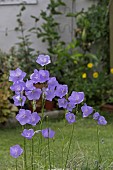 CAMPANULA PERSICIFOLIA