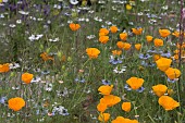 ESCHSCHOLZIA CALIFORNICA, CALIFORNIA POPPY WITH NIGELLA DAMASCENA, LOVE-IN-A-MIST