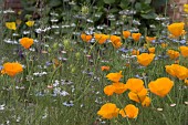 ESCHSCHOLZIA CALIFORNICA, CALIFORNIA POPPY WITH NIGELLA DAMASCENA, LOVE-IN-A-MIST