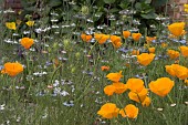 ESCHSCHOLZIA CALIFORNICA, CALIFORNIA POPPY WITH NIGELLA DAMASCENA, LOVE-IN-A-MIST