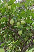 RIBES UVA CRISPA, GOOSEBERRY LEVELLER