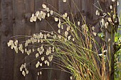 BRIZA MEDIA, QUAKING GRASS IN RAIN