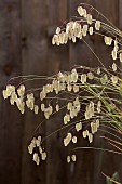 BRIZA MEDIA, QUAKING GRASS IN RAIN