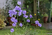 CAMPANULA PERSICIFOLIA IN RAIN