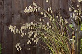 BRIZA MEDIA, QUAKING GRASS IN RAIN