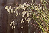 BRIZA MEDIA, QUAKING GRASS IN RAIN