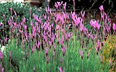 LAVANDULA STOECHAS PEDUNCULATA PAPILLONFRENCH LAVENDER