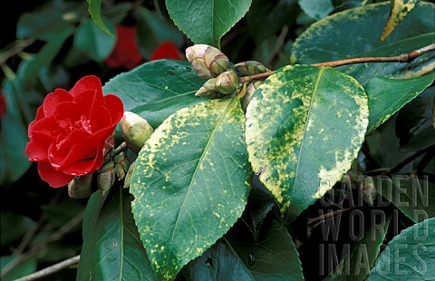 CAMELLIA_LEAVES_SHOWING_SIGNS_OF_CHLOROSIS