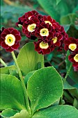 PRIMULA AURICULA, BEARS EAR, FLOWERS AND FOLIAGE